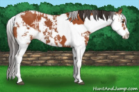 Horse Color:Bay Sabino  and Bay Sabino 
