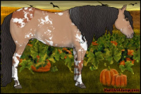 Horse Color:Bay Sabino  and Bay Dun Sabino 