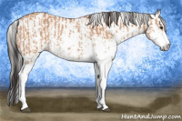 Horse Color:Bay Dun Sabino  and Gray Bay Dun Sabino 