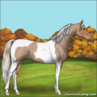 Horse Color:Red Roan Tobiano 