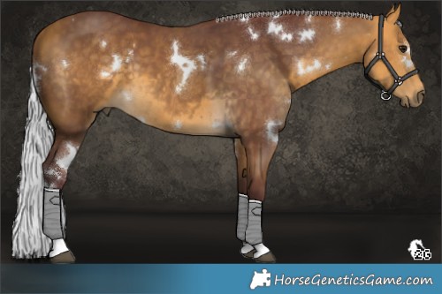 Horse Color:White Spotted Chocolate Silver Buckskin Tobiano 