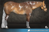 Horse Color:White Spotted Chocolate Silver Buckskin Tobiano 