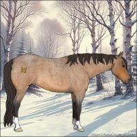 Horse Color:Buckskin Roan 