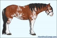 Horse Color:Bay Sabino  and Bay Sabino 