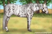 Horse Color:Liver Chestnut  and Gray Liver Chestnut 