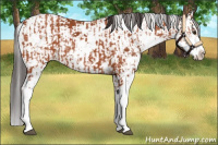 Horse Color:Bay Sabino  and Bay Sabino 