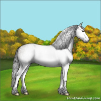 Horse Color:Gray Grullo Splash 