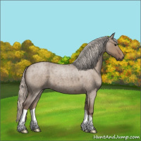 Horse Color:Silver Grullo Roan 