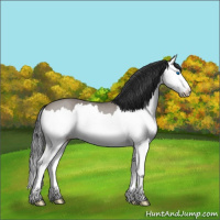 Horse Color:Grullo Roan Splash 