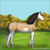 Horse Color:Buckskin Dun Splash 
