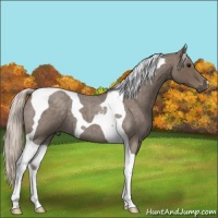Horse Color:Silver Blue Roan Tobiano 