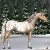 Horse Color:Silver Bay Roan Pearl Tobiano Near Leopard 
