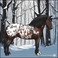 Horse Color:Brown Appaloosa 