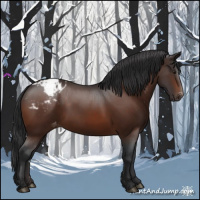 Horse Color:Brown Appaloosa 