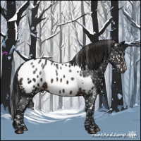 Horse Color:Brown Appaloosa 