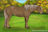 Horse Color:Chocolate Palomino 