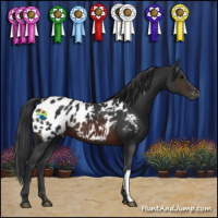Horse Color:Brown Appaloosa 