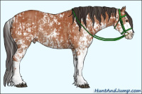 Horse Color:Bay Sabino  and Bay Sabino 