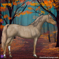 Horse Color:Chocolate Palomino Roan Sabino 