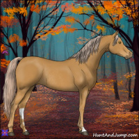 Horse Color:Palomino Rabicano 