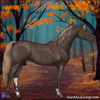 Horse Color:Liver Red Roan 