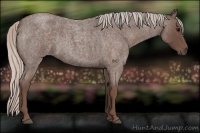 Horse Color:Silver Blue Roan 