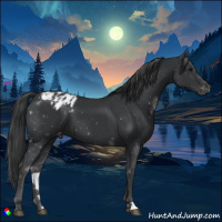 Horse Color:Black Appaloosa