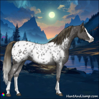 Horse Color:Smoky Black Splash Appaloosa 