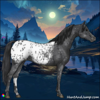 Horse Color:Black Appaloosa Rabicano 