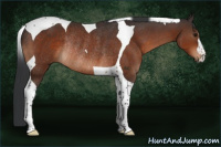 Horse Color:Bay Tobiano Rabicano 