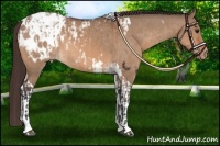 Horse Color:Bay Dun Tobiano Blanket  and Bay Dun Tobiano Blanket 