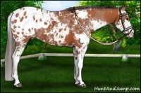 Horse Color:Bay Sabino Near Leopard  and Bay Sabino Blanket 