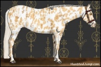 Horse Color:Palomino Appaloosa  and Gold Cream Champagne Appaloosa 