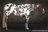 Horse Color:Liver Chestnut Appaloosa 