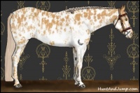 Horse Color:Palomino Near Leopard  and White Spotted Palomino Near Leopard 