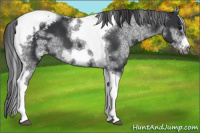 Horse Color:White Spotted Black Splash Tobiano Frame Appaloosa 
