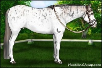 Horse Color:White Spotted Blue Roan Blanket Rabicano and White Spotted Bay Roan Blanket Rabicano