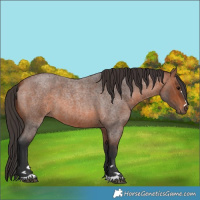 Horse Color:Bay Roan 