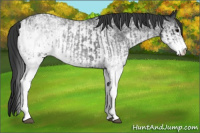 Horse Color:White Spotted Blue Roan Appaloosa Rabicano  and White Spotted Blue Roan Rabicano 