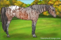 Horse Color:Bay Appaloosa  and Bay Appaloosa 