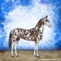 Horse Color:Brown Sabino Appaloosa and Brown Sabino Appaloosa