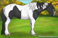 Horse Color:Black Tobiano 