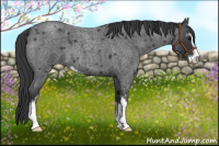 Horse Color:Blue Roan Sabino 