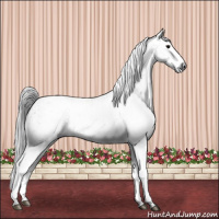Horse Color:Gray White Spotted Black  and Gray White Spotted Black 