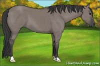 Horse Color:Grullo 