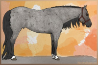 Horse Color:Grullo Roan 