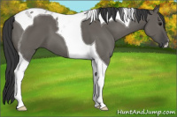 Horse Color:Grullo Tobiano 