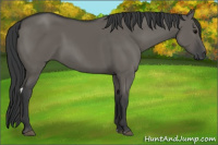 Horse Color:Grullo Tobiano