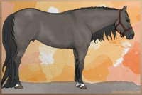 Horse Color:Grullo 