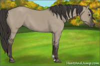 Horse Color:Smoky Grullo 